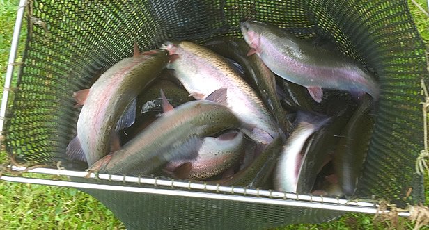 Fish Unloading 2